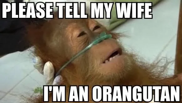 orangutan